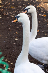 Two swans standing next to each other. One is facing the camera