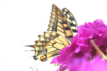 Natura