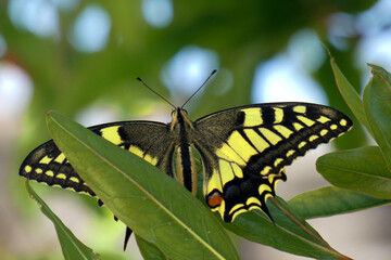 Natura