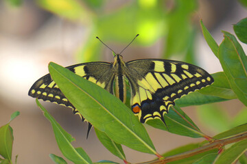 Natura