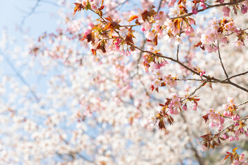 北海道静内町-桜のある風景-02