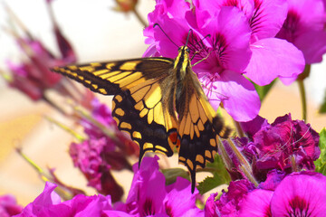 Natura