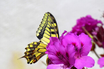Natura