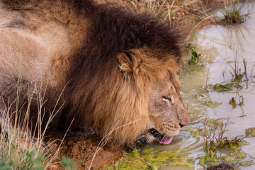 Head of a big lion drinking water with tongue viible