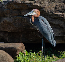 Side view of a goliath heron standing in front of a rock and long neck tucked in