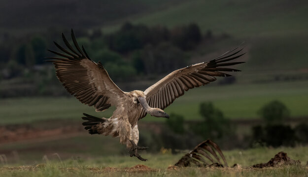 Cape vulture landing at a carcas at the Mzimkulu hide in the Drakensberg area of South Africa