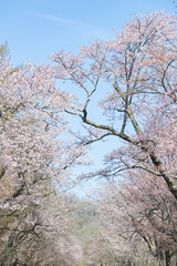 北海道静内町-桜のある風景-07