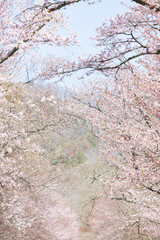 北海道静内町-桜のある風景-09