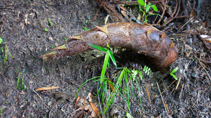 朝露に目覚めるたけのこ
