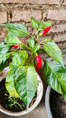 Vertical photo of red chili plant growing in a pot with green leaves against rustic brick wall. 