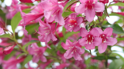  Blooming Weigela Rosea with vibrant pink flowers in the garden. Soft focus floral background....