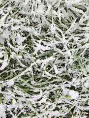 The first snow on the green grass. Sudden Arrival of Winter Close-Up Vertical Photo