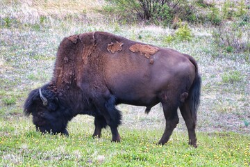 Fototapeta premium Yukon Territories, Canada