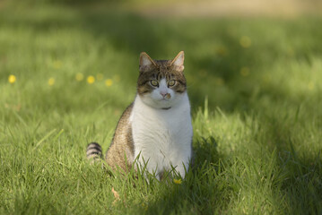 chat mazeirat assis dans l'herbe
