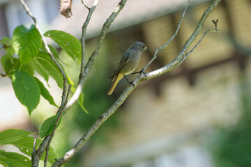 Juvenile Black Redstart (Phoenicurus ochruros) sitting on tree branch in Zurich, Switzerland