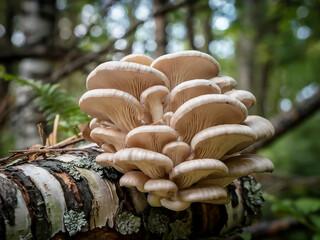 Cluster of Mushrooms Growing on a Birch Log
