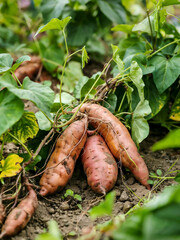 Freshly Harvested Sweet Potatoes in a Garden	