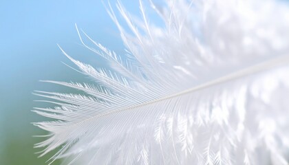 Close Up Of A White Feather