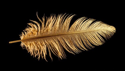 Gold Feather On Black Background
