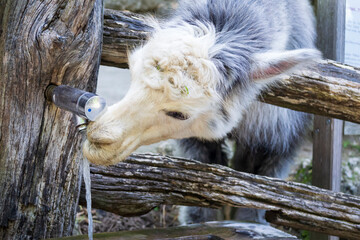 Durstiges Tier trinkt frisches Wasser