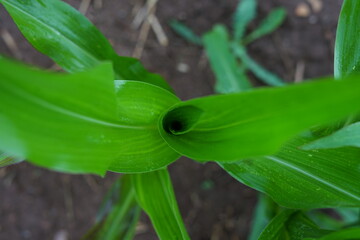 Fresh corn plants with vibrant green leaves, close-up