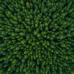 Aerial view of dense green forest with tall trees closely packed together, showcasing vibrant foliage and natural beauty in peaceful environment
