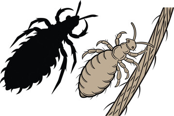 Head louse silhouette vector illustration