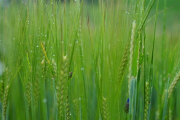 Green wheat field with raindrops