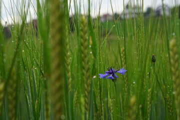 A blooming field of cornflowers