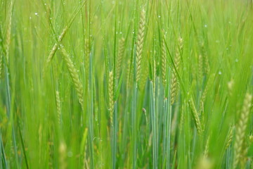 Cornflowers on a background of green cereals