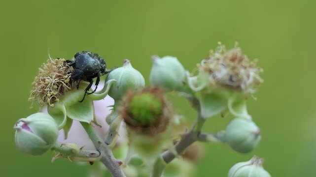 Escarabajo sudario Oxythyrea funesta en flor de zarzamora Rubus ulmifolius, Alcoy, Espa&ntilde;a