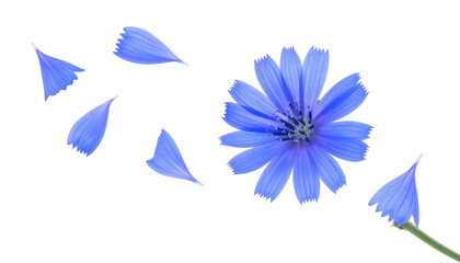 Isolated Blue Flower with Floating Petals in Transparent Background Demonstrating Delicate Beauty and Freshness