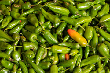 Fresh green chillies for sale at a market in Delhi