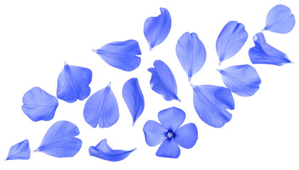 Isolated Blue Petals and Single Flower Floating Against a Transparent Background Representing Nature's Delicate Beauty