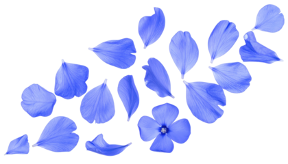 Isolated Blue Petals and Single Flower Floating Against a Transparent Background Representing Nature's Delicate Beauty