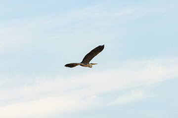 Grey heron flying in cloudy sky majestic bird soaring gracefully