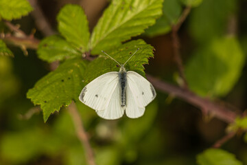 White butterfly resting on green leaf in nature