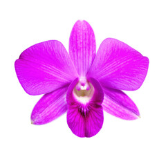 Vibrant Purple Orchid Isolated on Transparent Background with Detailed Petal Structures and Soft Lighting