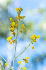 Yellow wildflower known as vachellia davyi or acacia davyi growing in El Questro area