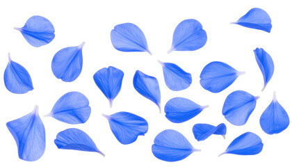 Isolated Blue Flower Petals Floating in the Air on a Transparent Background Representing Spring and Natural Beauty