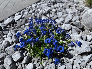 flowers on the rocks