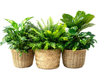Naklejka premium Three vibrant houseplants in natural woven baskets