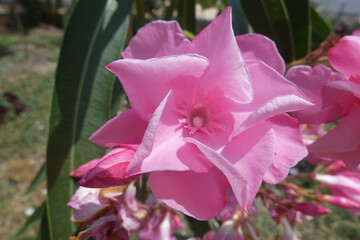 Natura