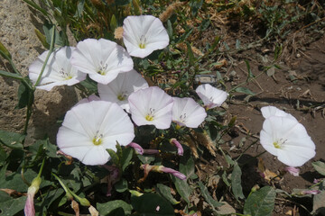 Natura