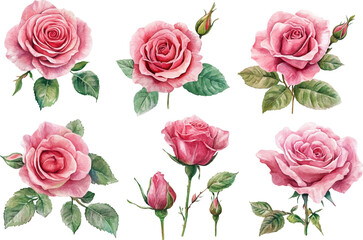set of roses
