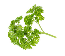 Sprig of fresh parsley isolated on white