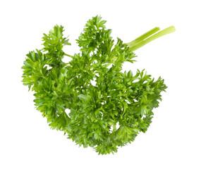 Sprig of fresh parsley isolated on white