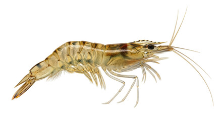 Isolated Shrimp