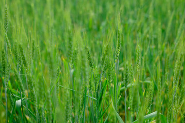 Obraz premium Wheat spikes growing in field outdoors, closeup