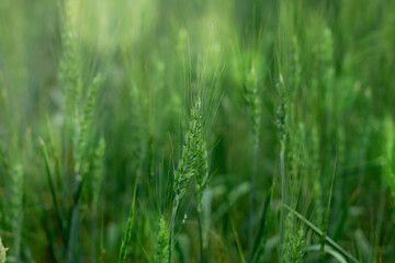 Wheat spikes growing in field outdoors, closeup. Space for text